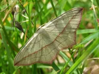 Lieveling [Timandra comae]